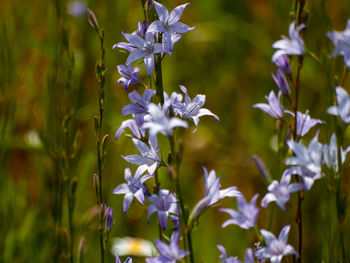 Close-up of purple flowering plant on field