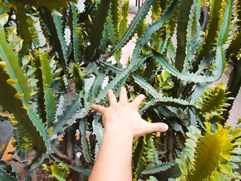 Close-up of hand touching plant