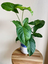 Syngonium. close-up of potted plant