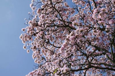 Low angle view of cherry blossom tree