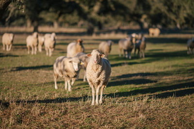 Sheep grazing on field