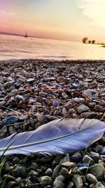 Surface level of feather on beach