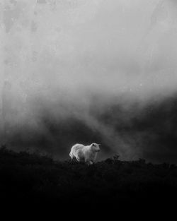 Sheep standing in field against sky