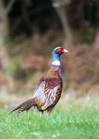 Close-up of bird perching on grass