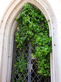 Plants seen through window of building