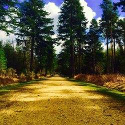 Dirt road amidst trees against sky