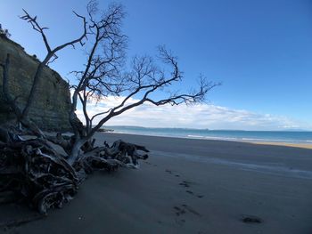 Bare tree on beach against sky