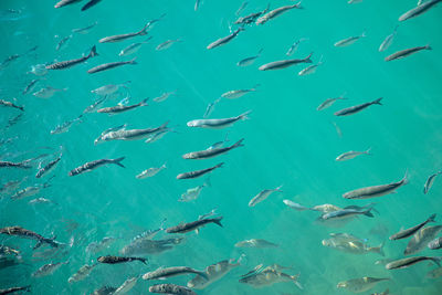 High angle view of fishes swimming in sea