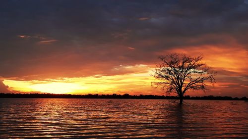 Silhouette trees by lake against sky during sunset