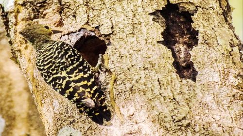 Close-up of a tree trunk