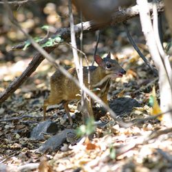 Squirrel on a tree