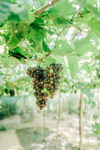 Close-up of berries growing on tree