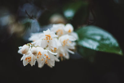 Close-up of fresh white flowers blooming on tree