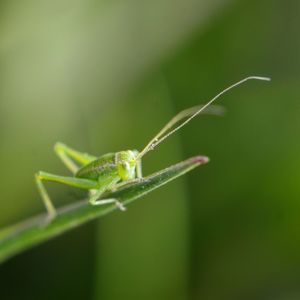 Close-up of insect on leaf