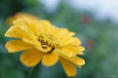 Close-up of yellow flower