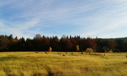 Cows grazing on field against sky