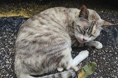 High angle view of cat sleeping