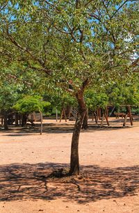 Trees on field