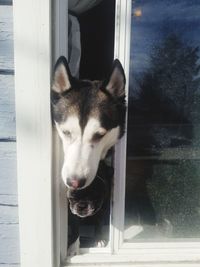 Close-up of dog looking through window