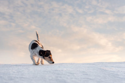 Dog standing on snow covered landscape