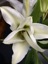 Close-up of white flowering plant