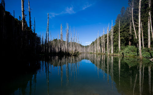 Panoramic view of lake in forest against blue sky