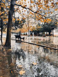 Trees in park during autumn