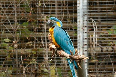 Close-up of parrot in cage