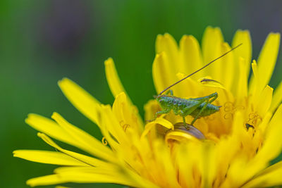 Close-up of insect on yellow flower