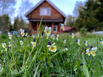 Close-up of white flowering plants on field