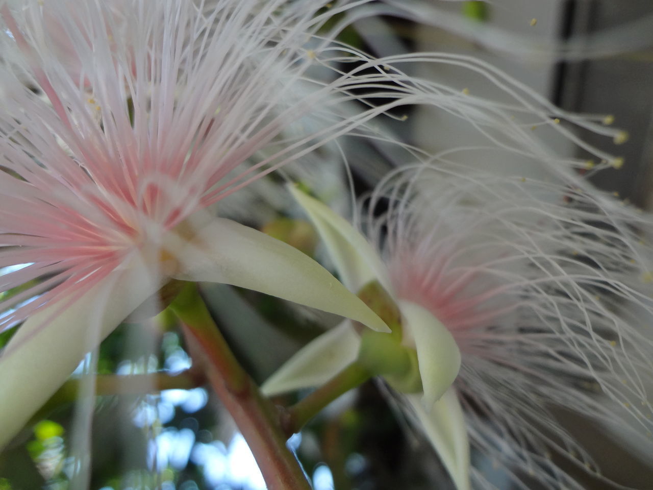 CLOSE-UP OF PINK FLOWERS