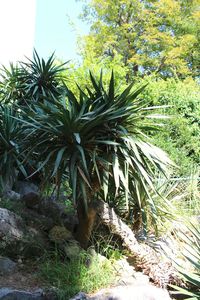 Coconut palm tree