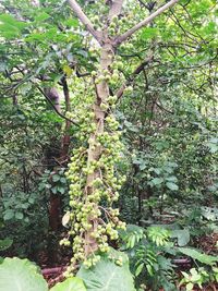 Trees growing in forest