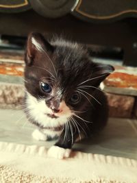 Close-up portrait of kitten