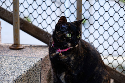 Close-up portrait of cat against sky