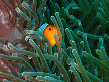 Fish swimming in sea