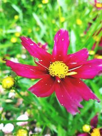 Close-up of wet pink flower