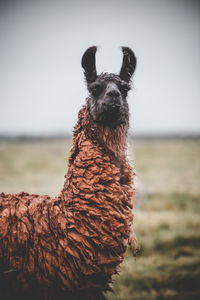 One llama in bolivia south american animal wildlife 