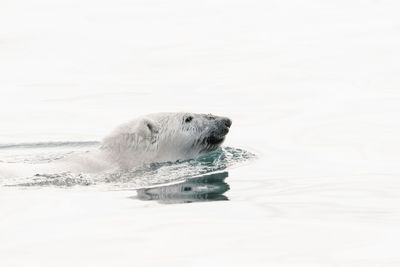 Polar bear swimming in sea