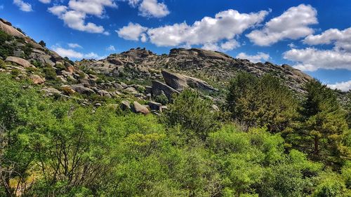 Low angle view of trees on mountain against sky