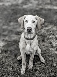 Portrait of dog standing on grass