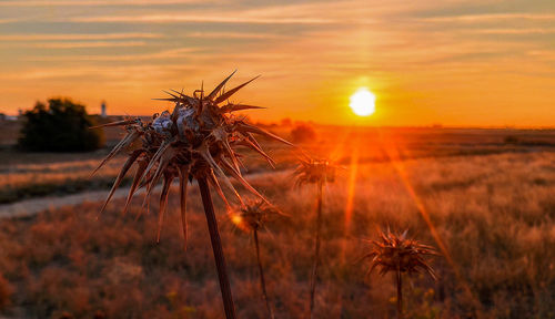 Dry countryside flowers during sunrise