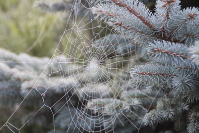 Close-up of spider web on plant