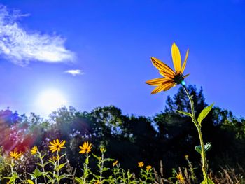 Close-up of yellow flowering plant on field against sky