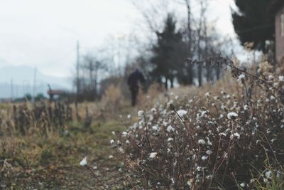 Plant growing on field