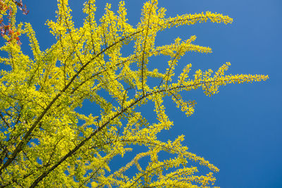 Low angle view of flowers against blue sky