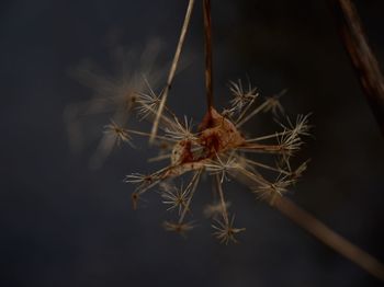 Close-up of spider web on plant