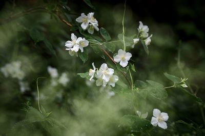 Close-up of white flowering plant