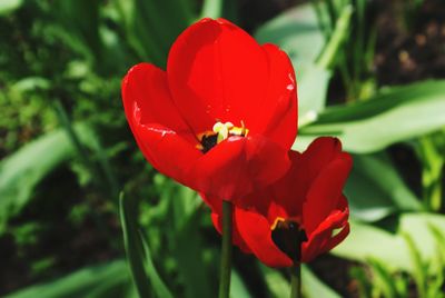 Close-up of two red tulips