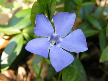 Close-up of purple flowering plant